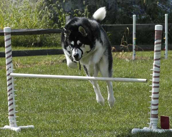 Sebastian - Alaskan Malamute