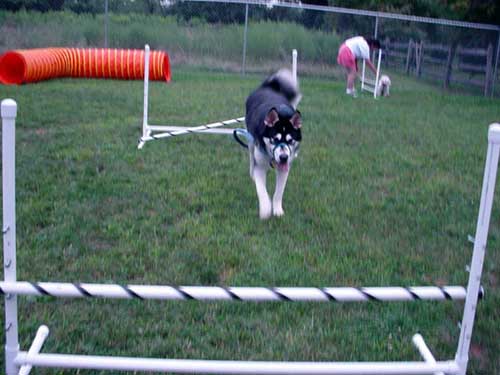 Sebastians Agility Class - Hurdles From Sit Wait