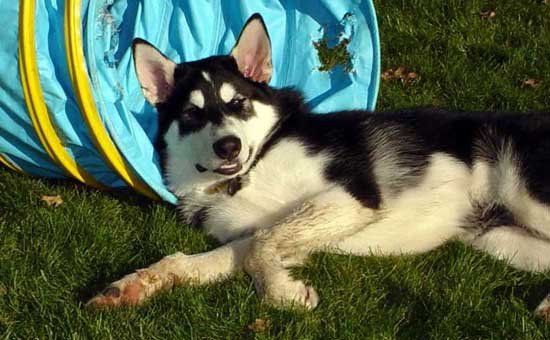 Sebastian loving his tunnel November 2004