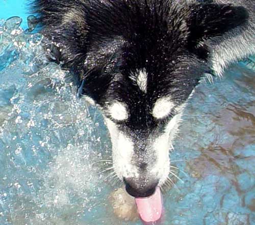 Sebastian - Water Dog