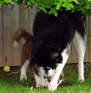 Sebastian - This is the best digging method, little brother