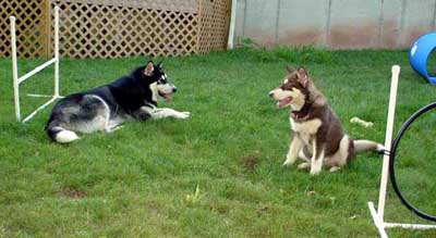 Agility Practice Recess Called Due to Humidity