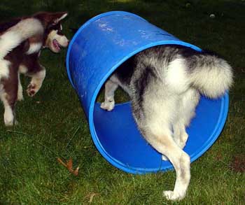 Sebastian tunneling through the barrel