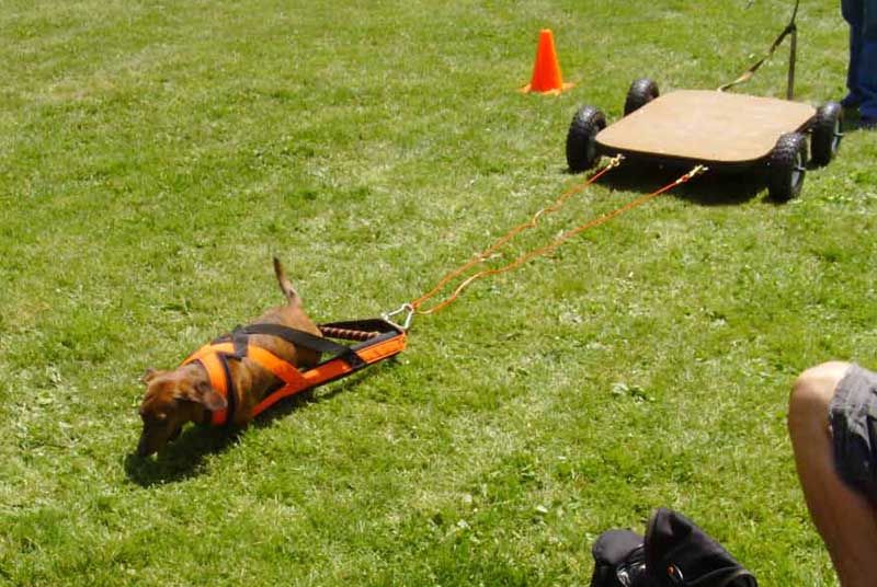 Weight Pulling - Demo - Schwenksville Community Days - May 15, 2010