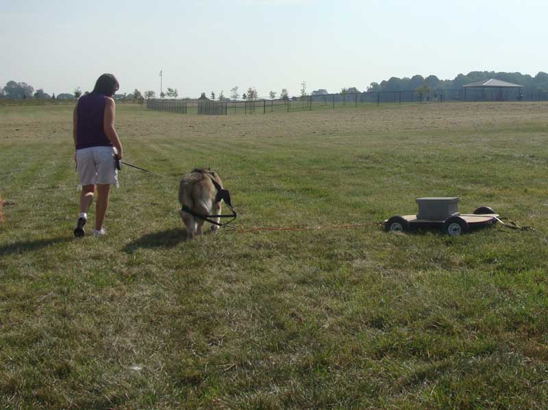 Weight Pulling - Demo - Tails on the Trails - September 25, 2010