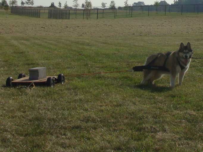 Weight Pulling - Demo - Tails on the Trails - September 25, 2010