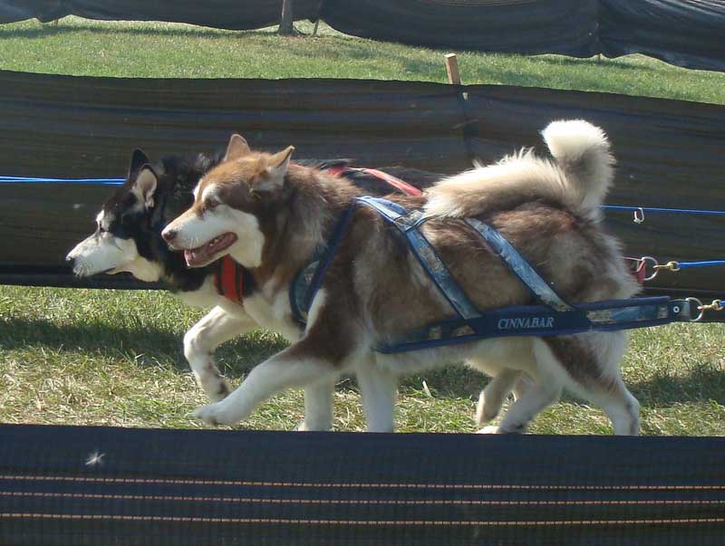 Weight Pulling - Demo - Tails on the Trails - September 25, 2010