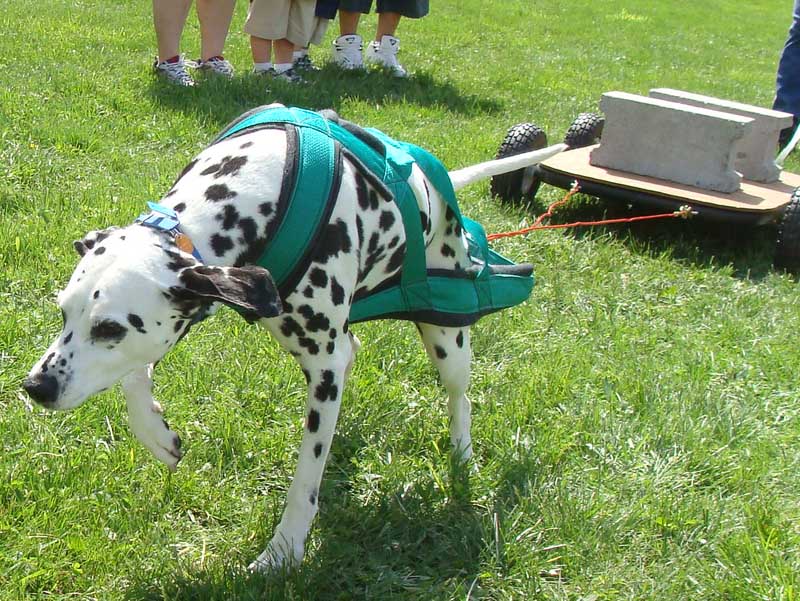 Weight Pulling - Demo - Schwenksville Community Days - April 30, 2011