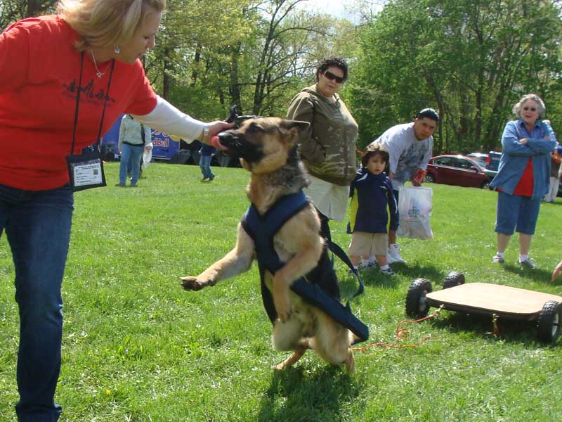 Weight Pulling - Demo - Schwenksville Community Days - April 30, 2011