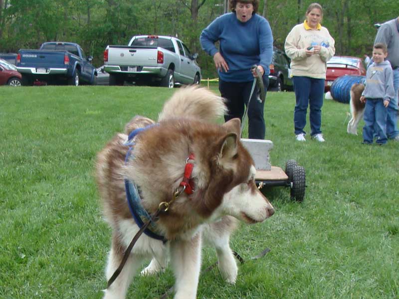 Weight Pulling - Demo - Schwenksville Community Days - April 30, 2011