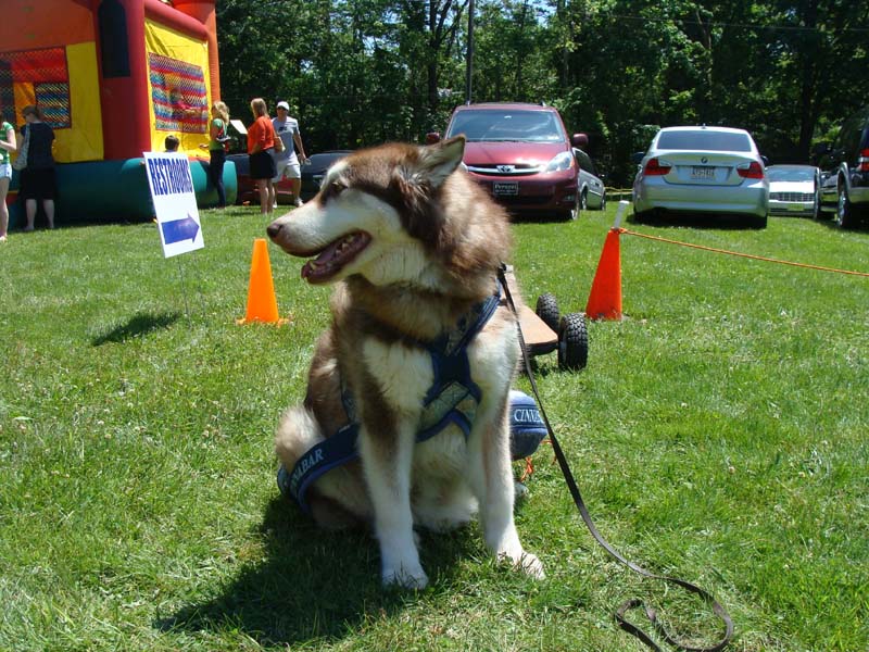 Weight Pulling - Demo - Schwenksville Community Days - May 19, 2012