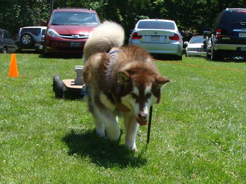 Weight Pulling - Demo - Schwenksville Community Days - May 19, 2012