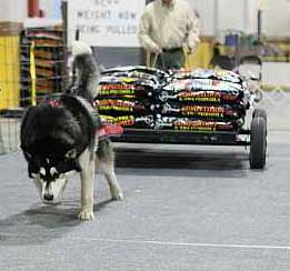 Sebastian starting the cart