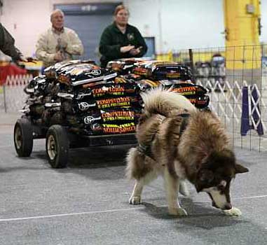 Cinnabar attempting 2500lbs for the Bogie leg towards the Bogie award