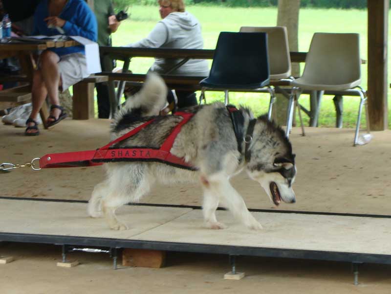 Canine Weight Pull