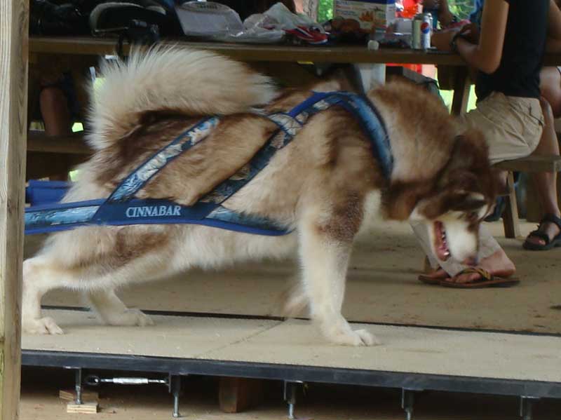 Canine Weight Pull