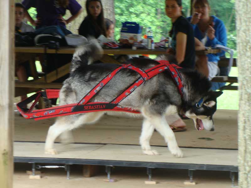 Canine Weight Pull