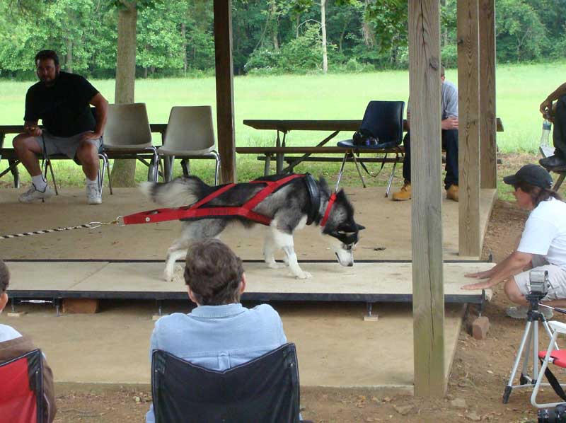 Canine Weight Pull