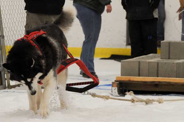 Sebastian digging in