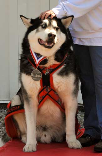 Sebastian Silver Medalist - keeping an eye on the other dogs