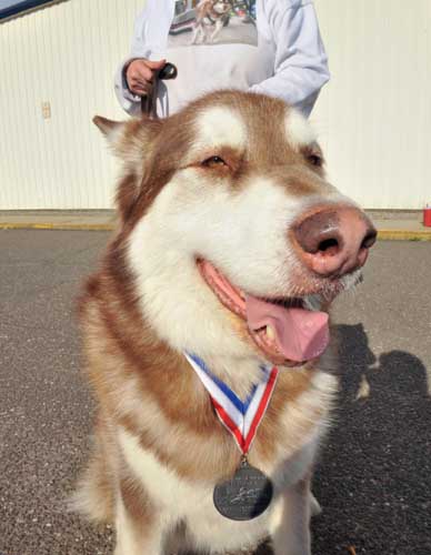 Cinnabar Silver Medalist