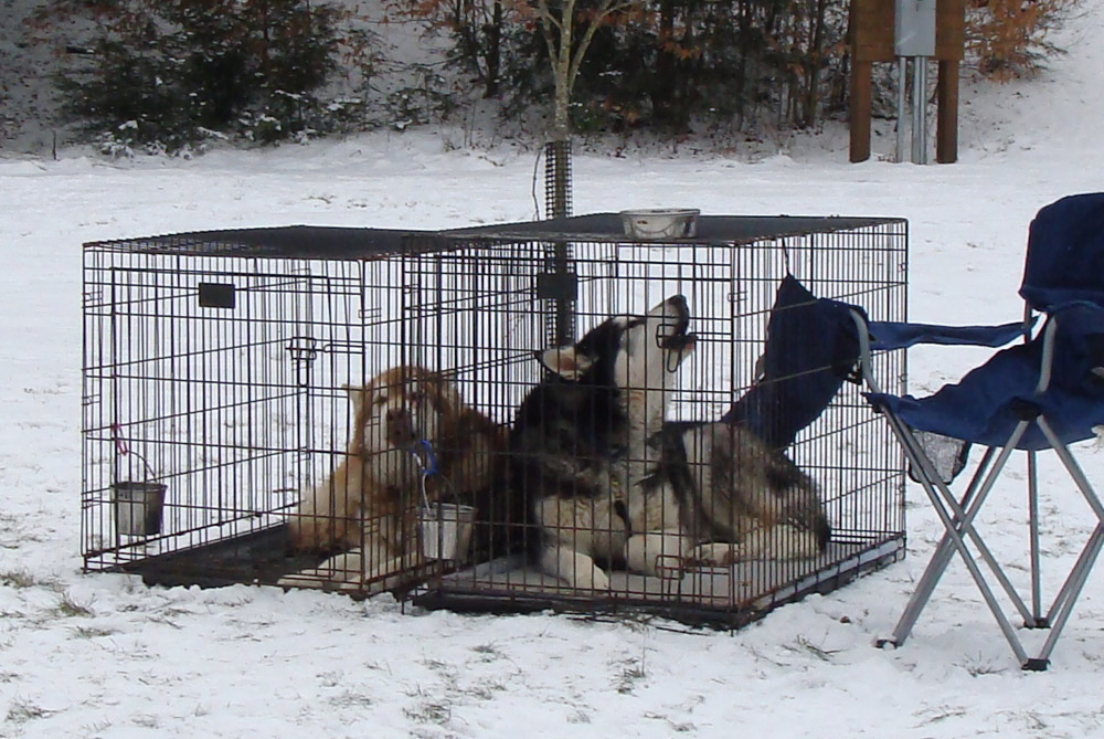 Canine Weight Pull