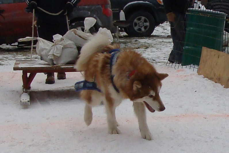 Canine Weight Pull