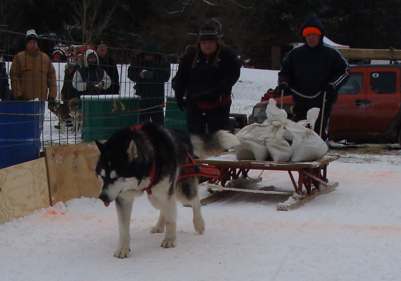 Canine Weight Pull