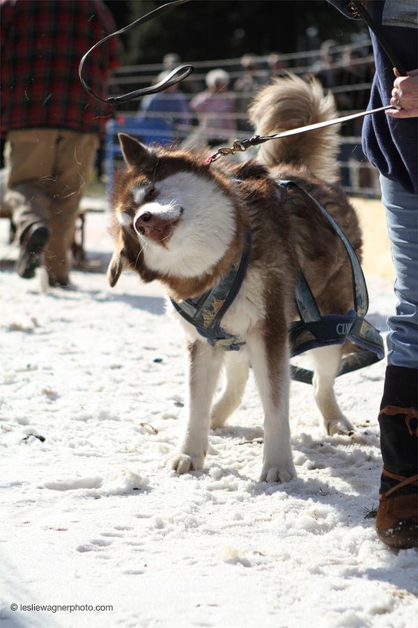 Canine Weight Pull