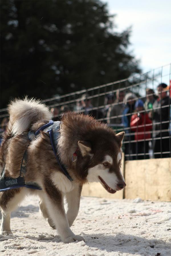 Canine Weight Pull