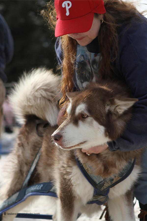 Canine Weight Pull