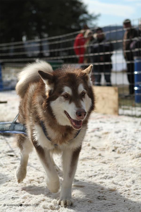 Canine Weight Pull