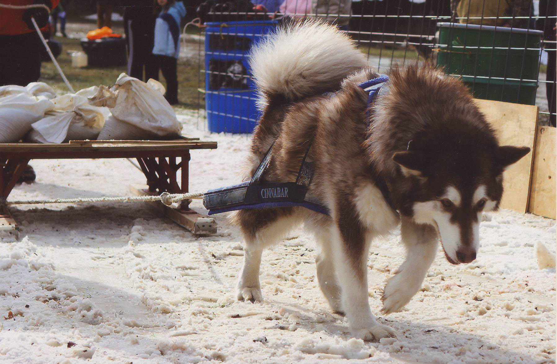 Canine Weight Pull