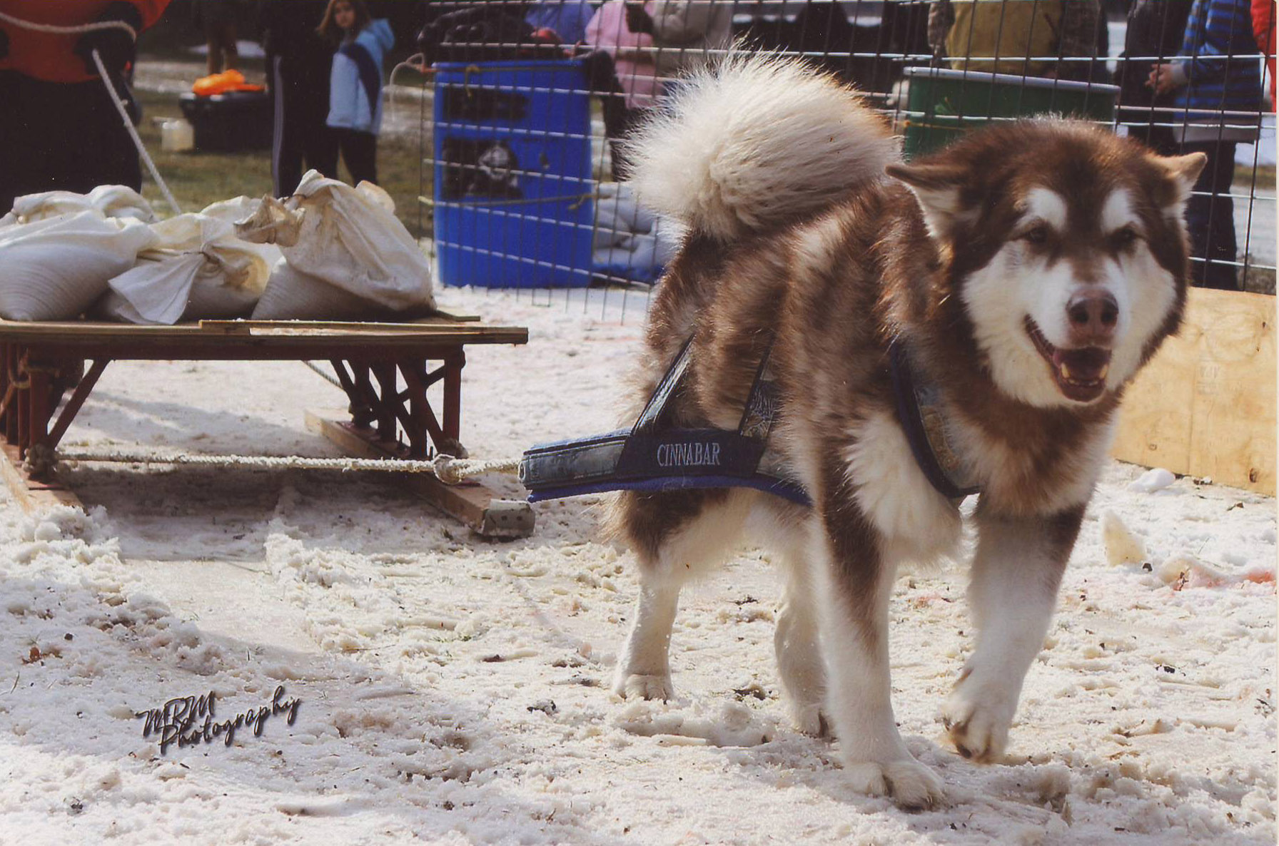 Canine Weight Pull