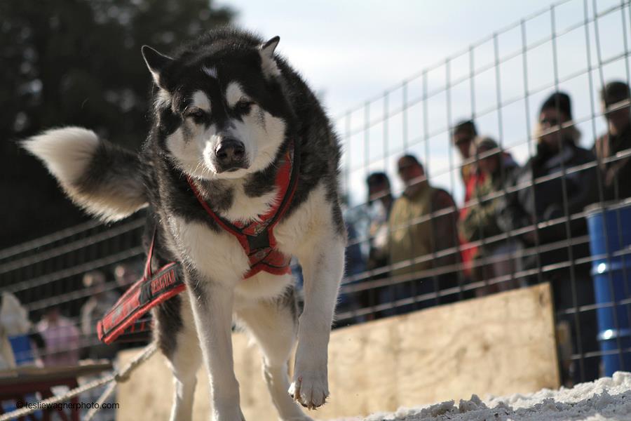 Canine Weight Pull