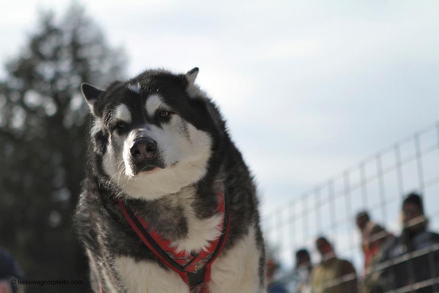 Canine Weight Pull