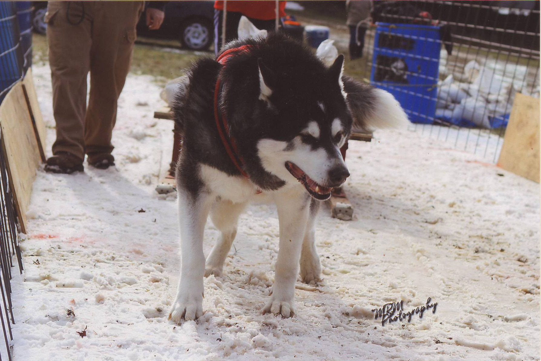 Canine Weight Pull