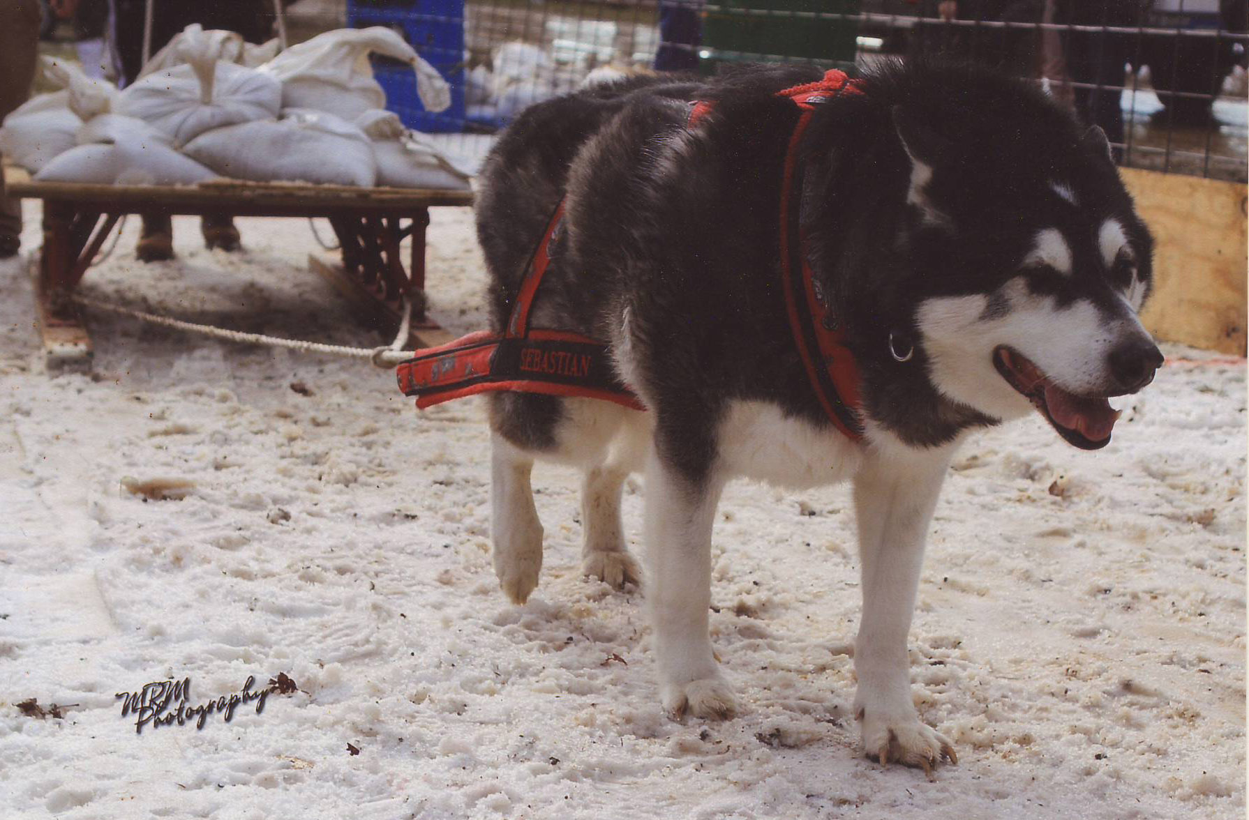 Canine Weight Pull