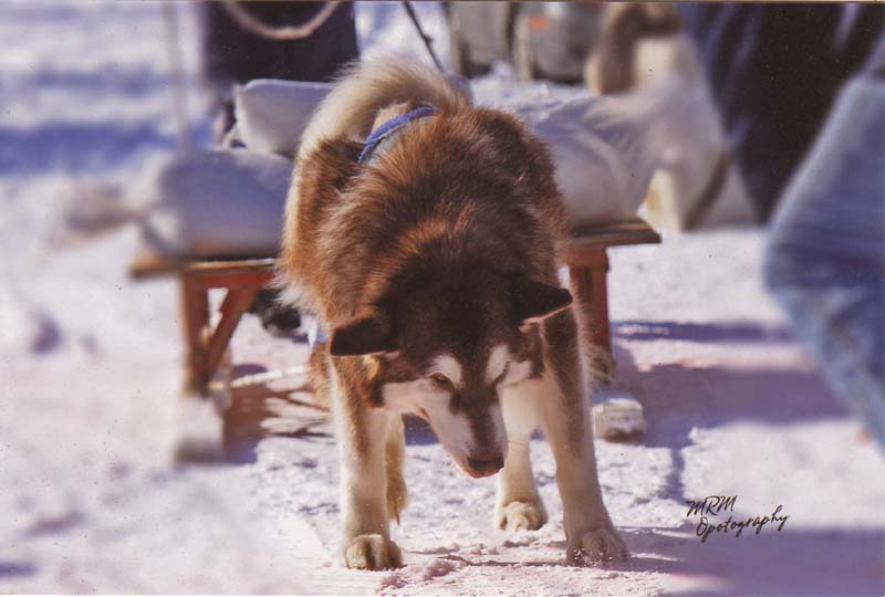 Canine Weight Pull