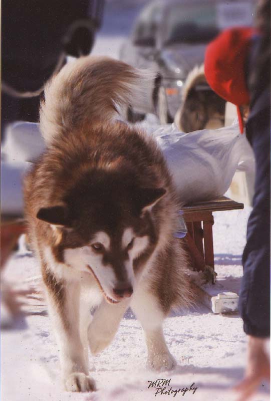 Canine Weight Pull