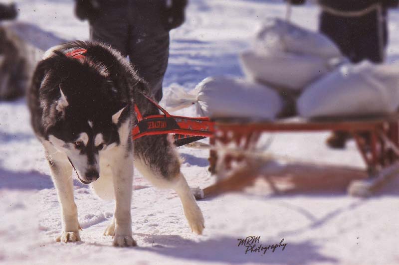 Canine Weight Pull