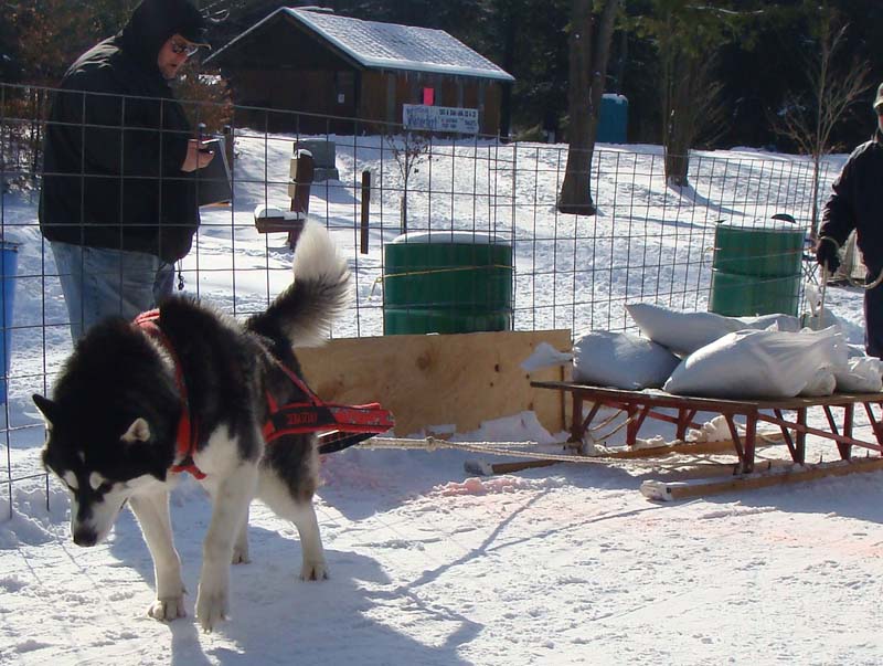 Canine Weight Pull