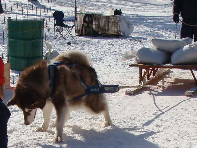 Canine Weight Pull