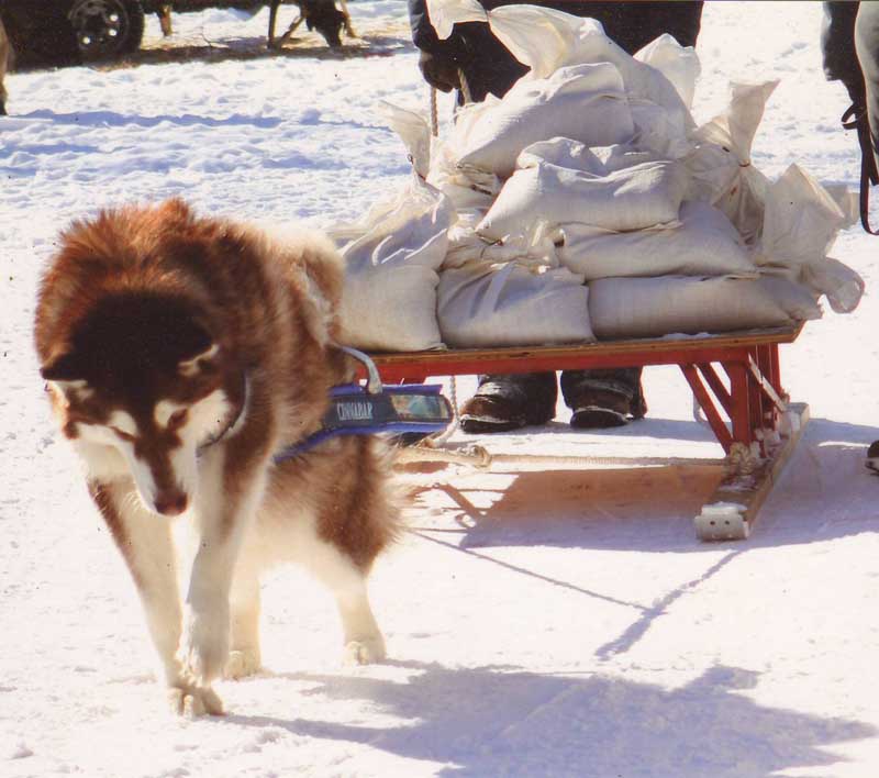 Canine Weight Pull