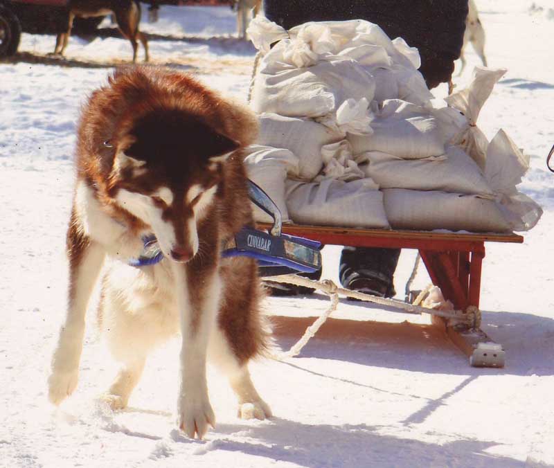 Canine Weight Pull