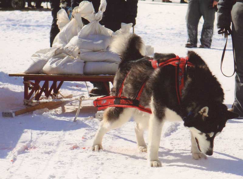 Canine Weight Pull