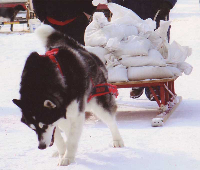 Canine Weight Pull