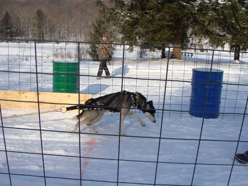 Canine Weight Pull