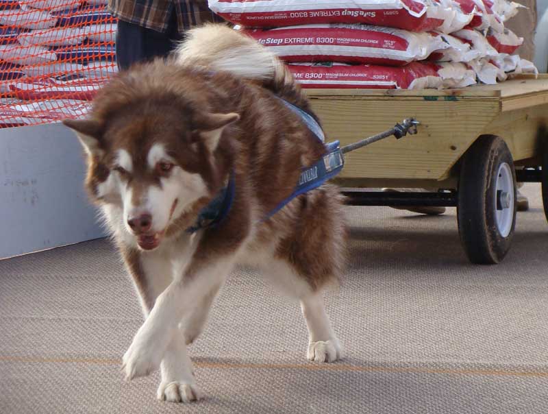 Canine Weight Pull