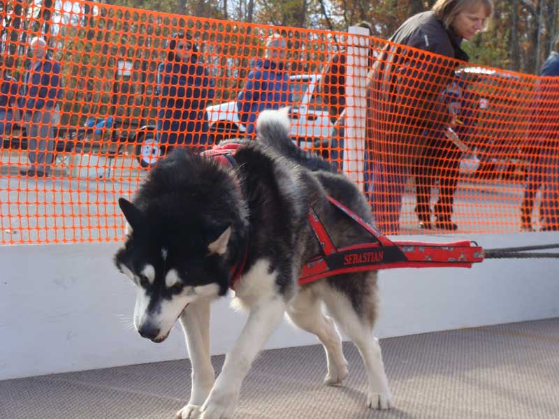 Canine Weight Pull